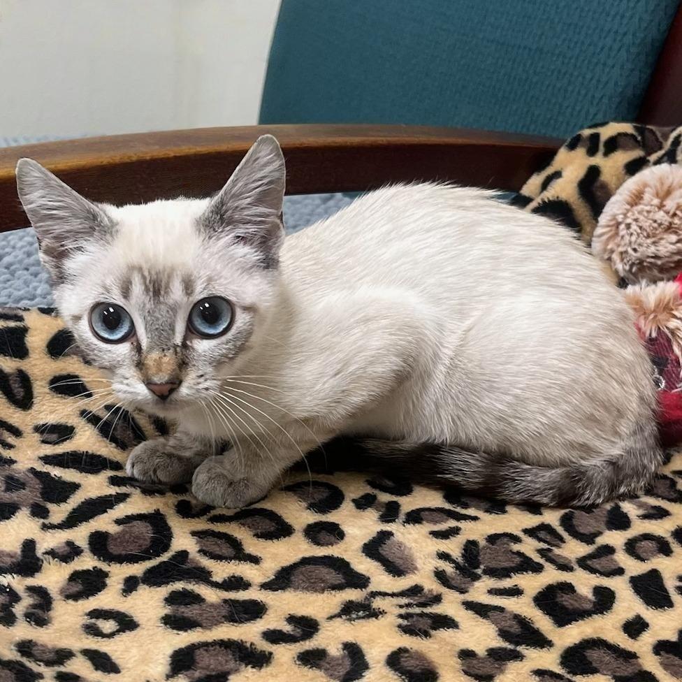 Blush, an adoption pending mixed breed in Hillsboro, TX image 3/5