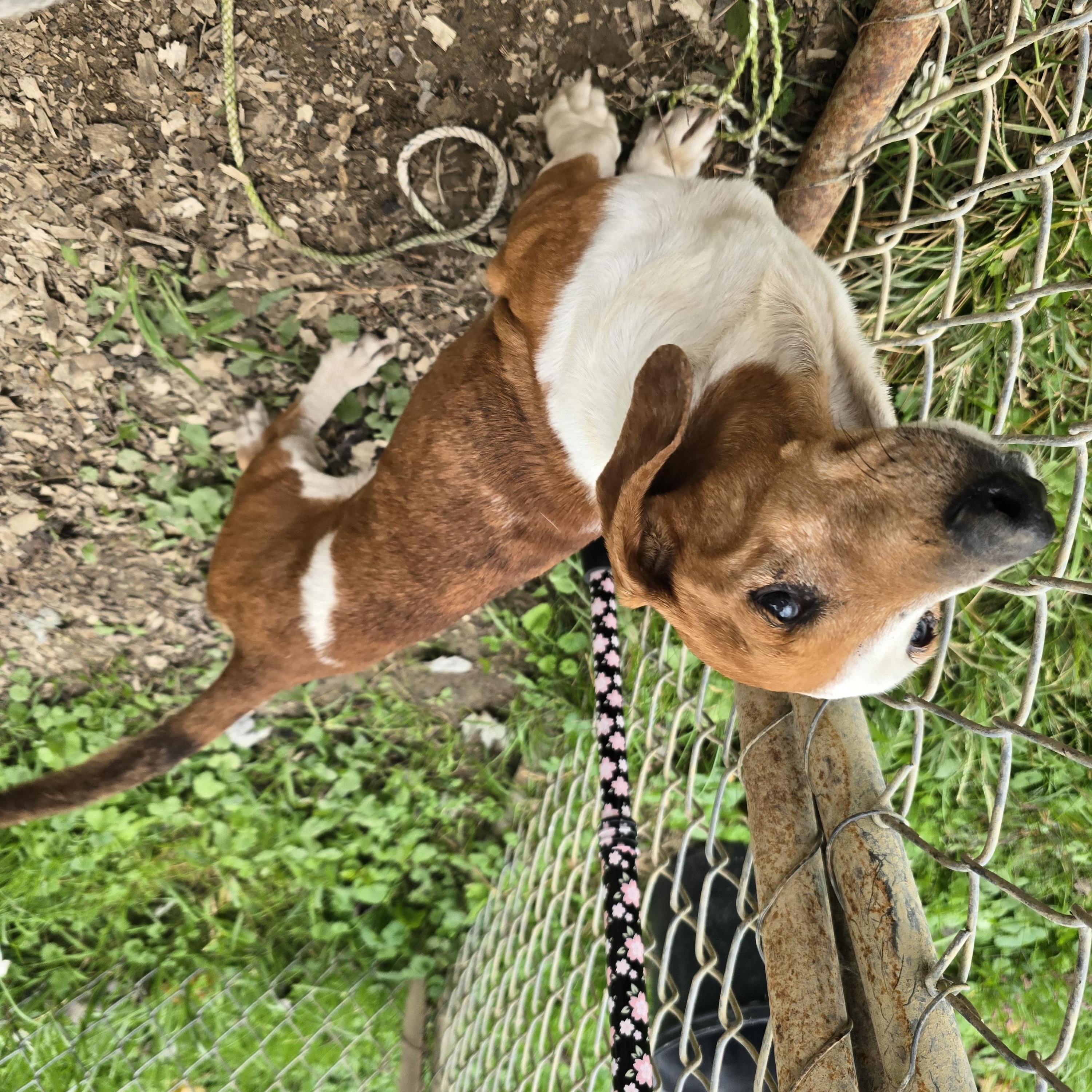 Enlarge Grumpy GUS, a Adoptable Dachshund in Zaleski, OH image 2/2