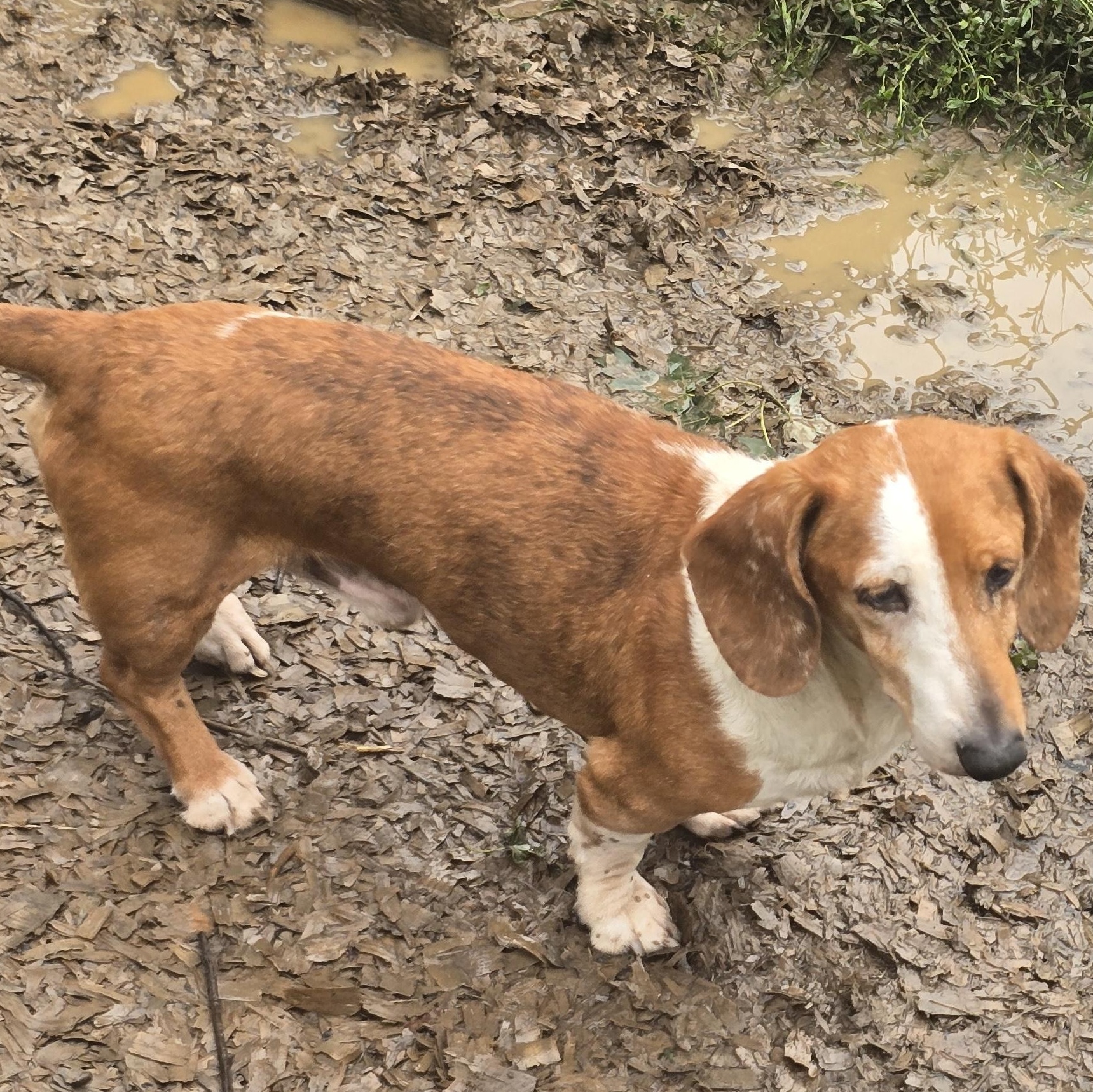 Grumpy GUS, Adoptable, Adult Male Dachshund.