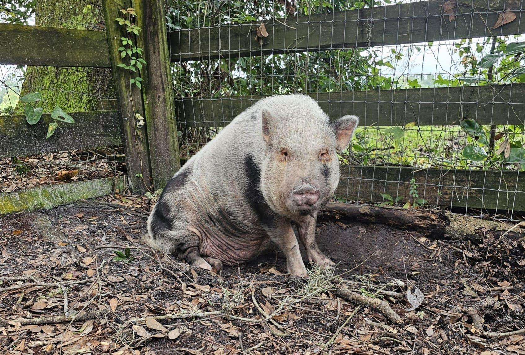 MASON, a Adoptable mixed breed in Jacksonville, FL image 3/5