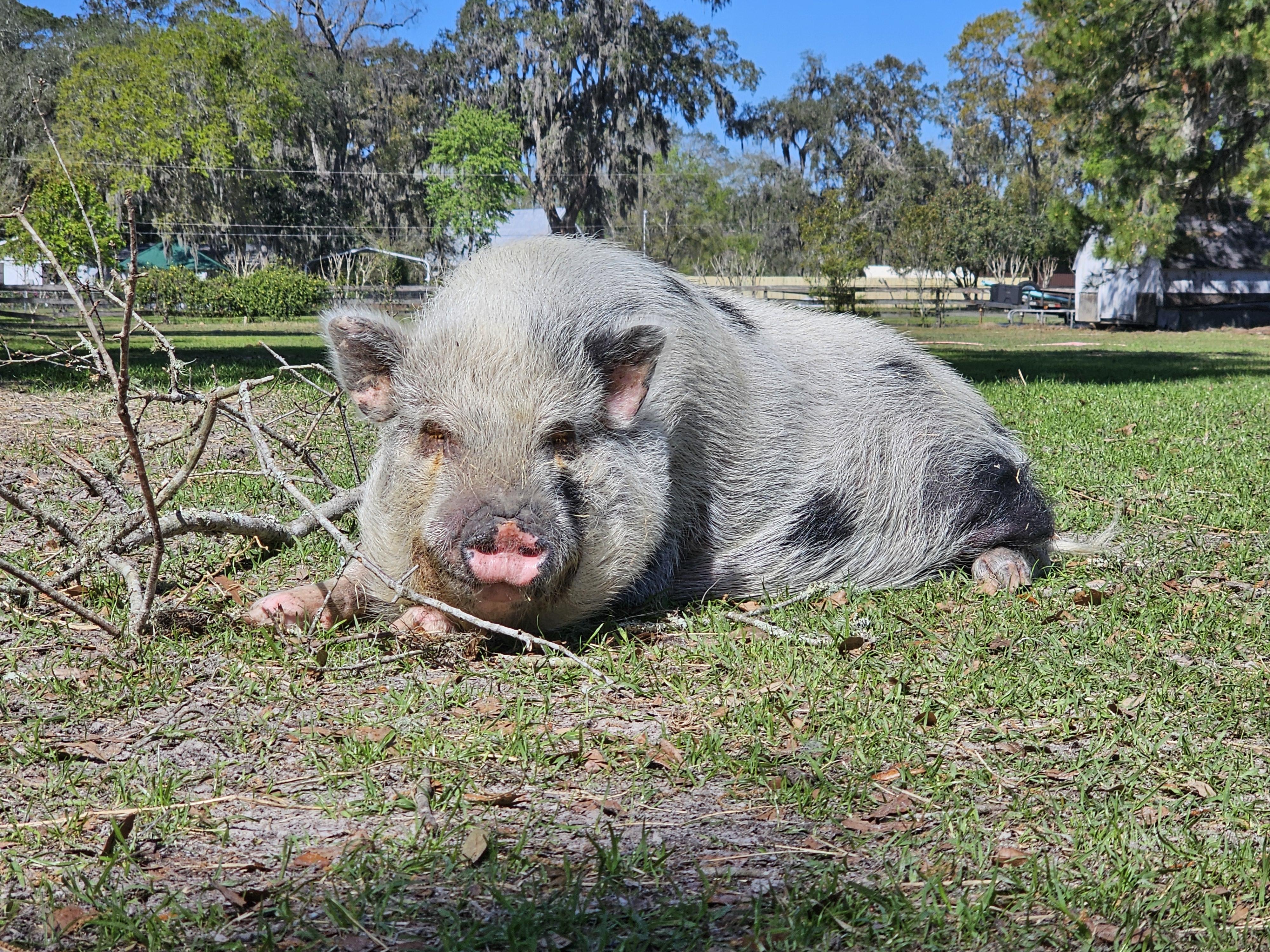 MASON, a Adoptable mixed breed in Jacksonville, FL image 1/5