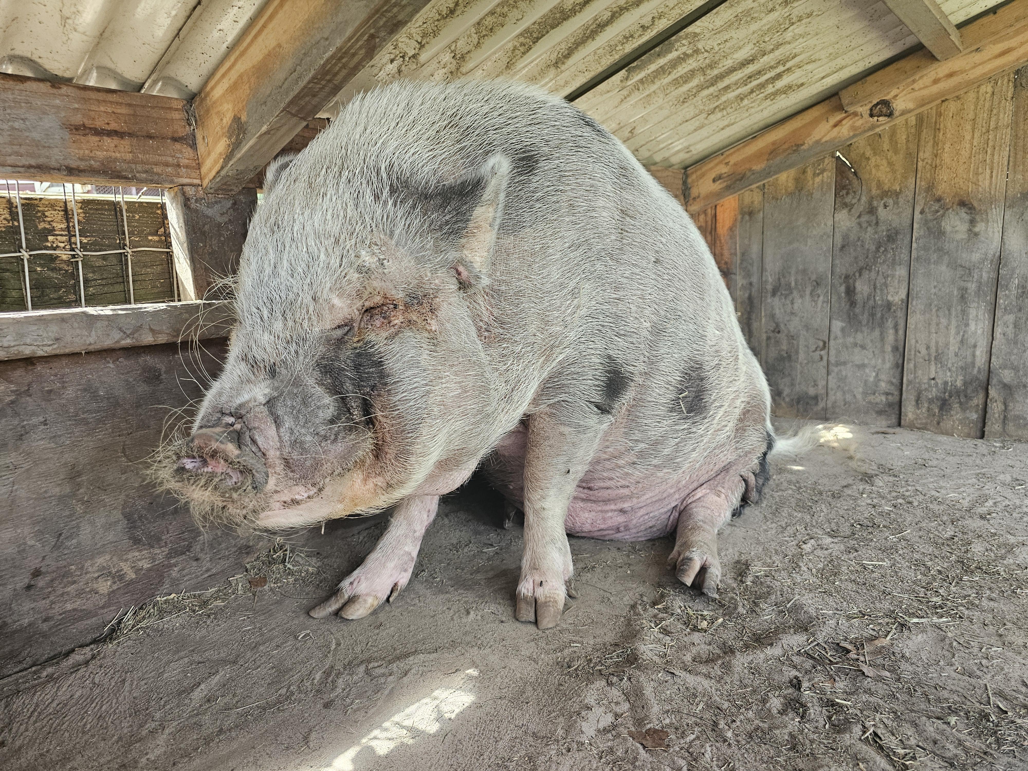 MASON, a Adoptable mixed breed in Jacksonville, FL image 4/5