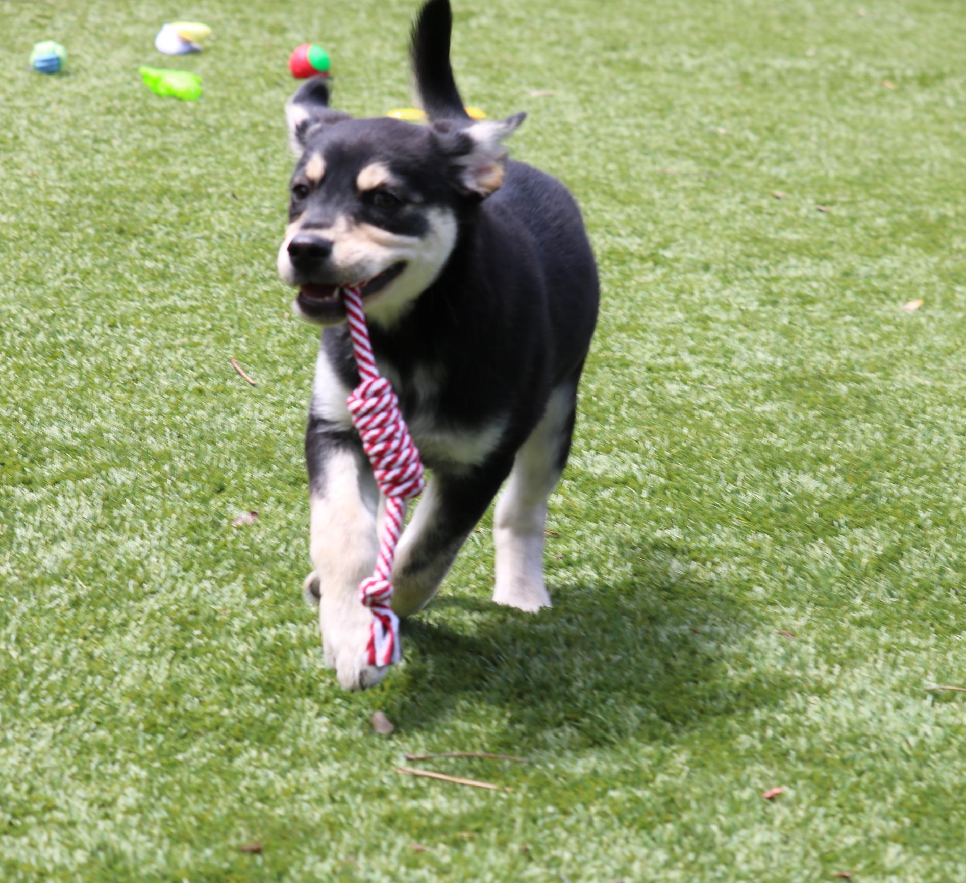 Gidget 3