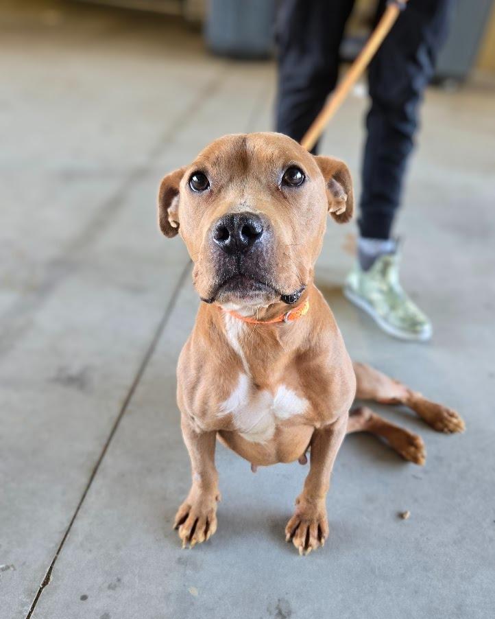 Maria, Adoptable, Adult Female Mixed Breed.