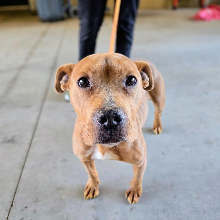 Enlarge Maria, a Adoptable mixed breed in Douglasville, GA image 2/3