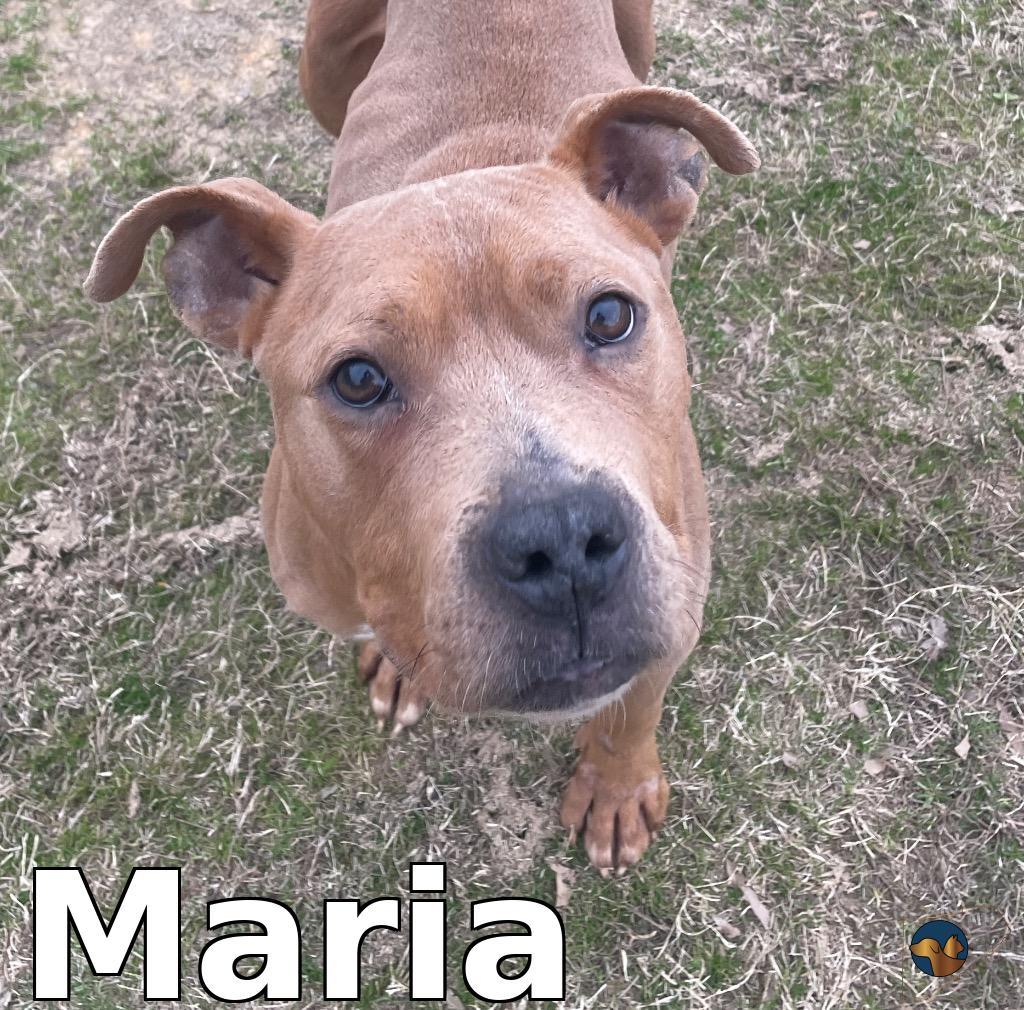 Enlarge Maria, a Adoptable mixed breed in Douglasville, GA image 3/3