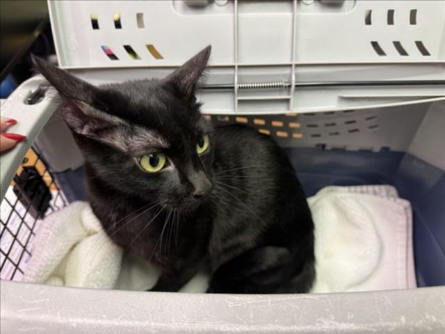 Enlarge DIVA, a Adoptable Domestic Short Hair in Burbank, CA image 1/1