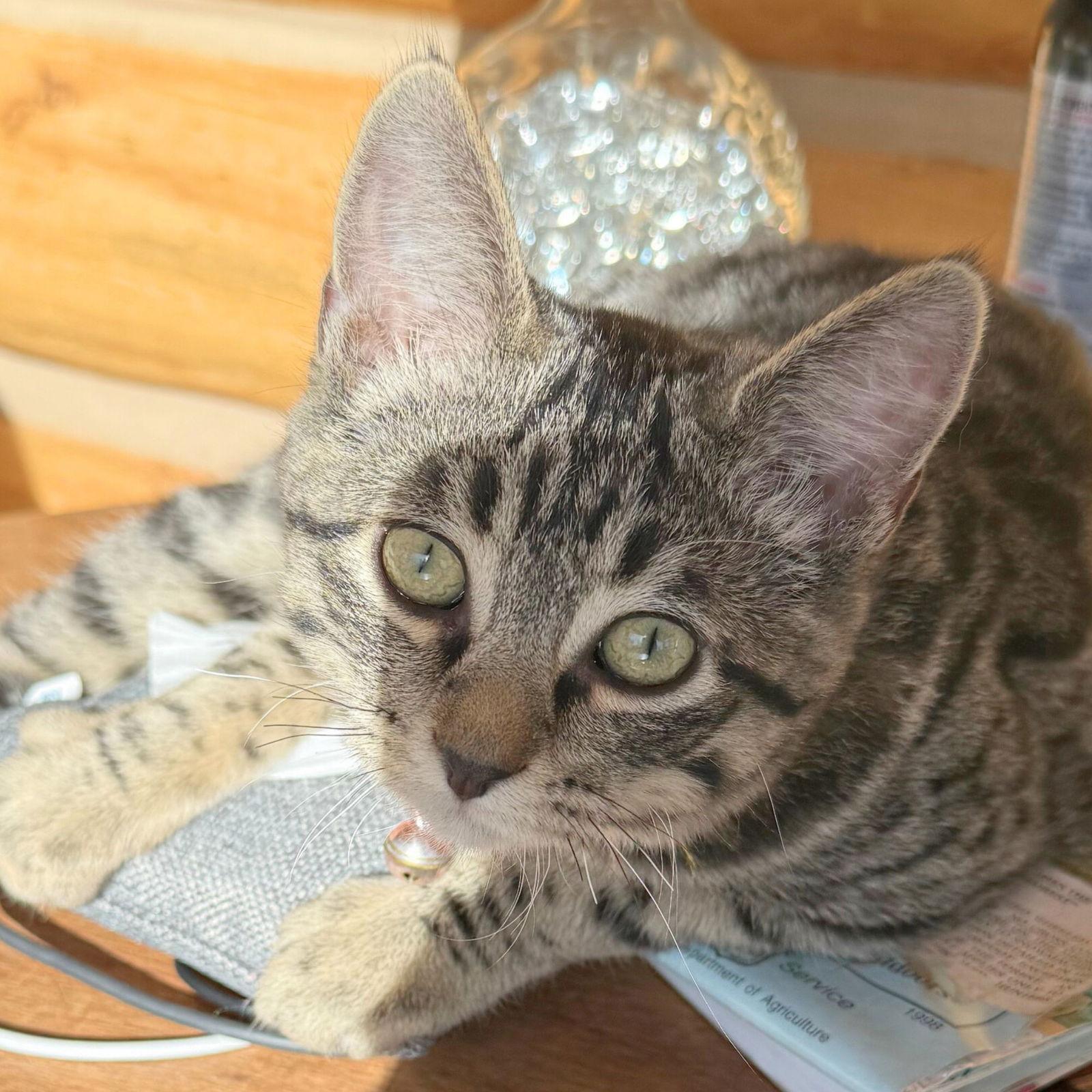 Shaboozey, Adoptable, Young Male Domestic Short Hair.