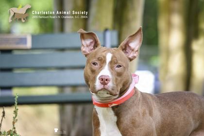 91821a Tawny, Adoptable, Adult Female American Staffordshire Terrier & Mixed Breed.