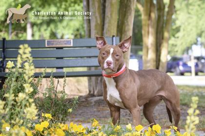 91821a Tawny, Adoptable, Adult Female American Staffordshire Terrier & Mixed Breed.