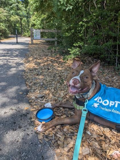 91821a Tawny, a Adoptable mixed breed in North Charleston, SC image 2/3