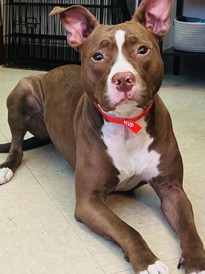 Enlarge 91821a Tawny, a Adoptable mixed breed in North Charleston, SC image 3/3