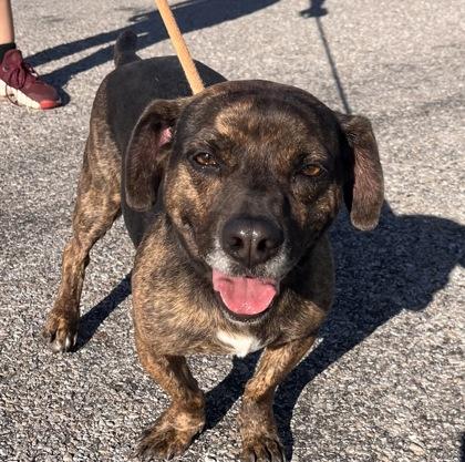 Ross, Adoptable, Young Male Beagle & Mixed Breed.