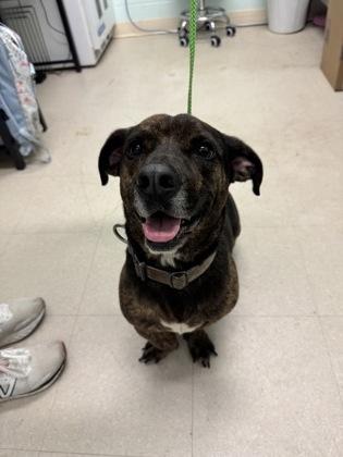 Ross, a Adoptable mixed breed in Columbus, IN image 2/3