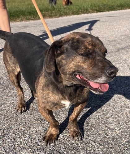 Ross, a Adoptable mixed breed in Columbus, IN image 3/3