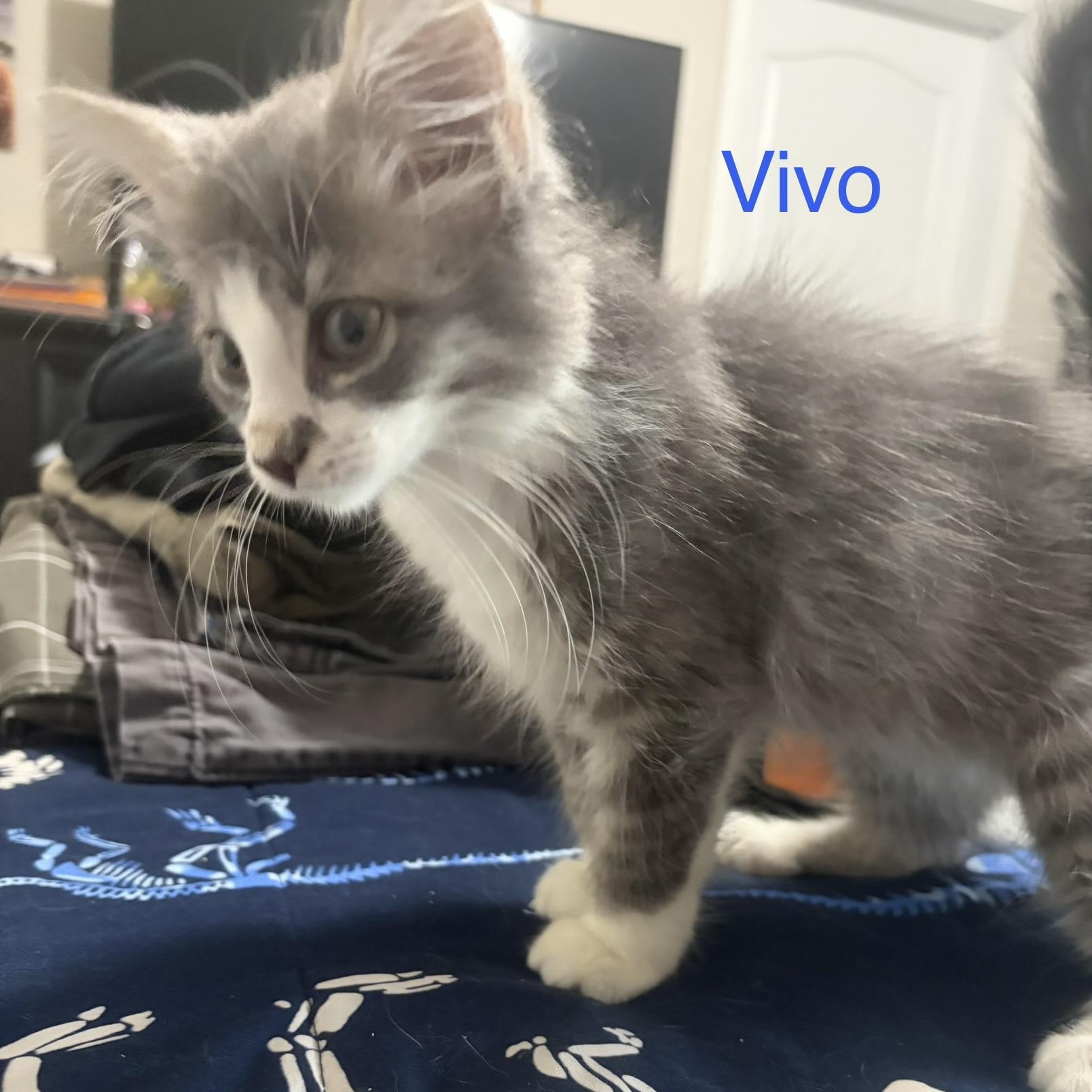 Enlarge Vivo, an adopted Domestic Long Hair in Davisburg, MI image 2/2