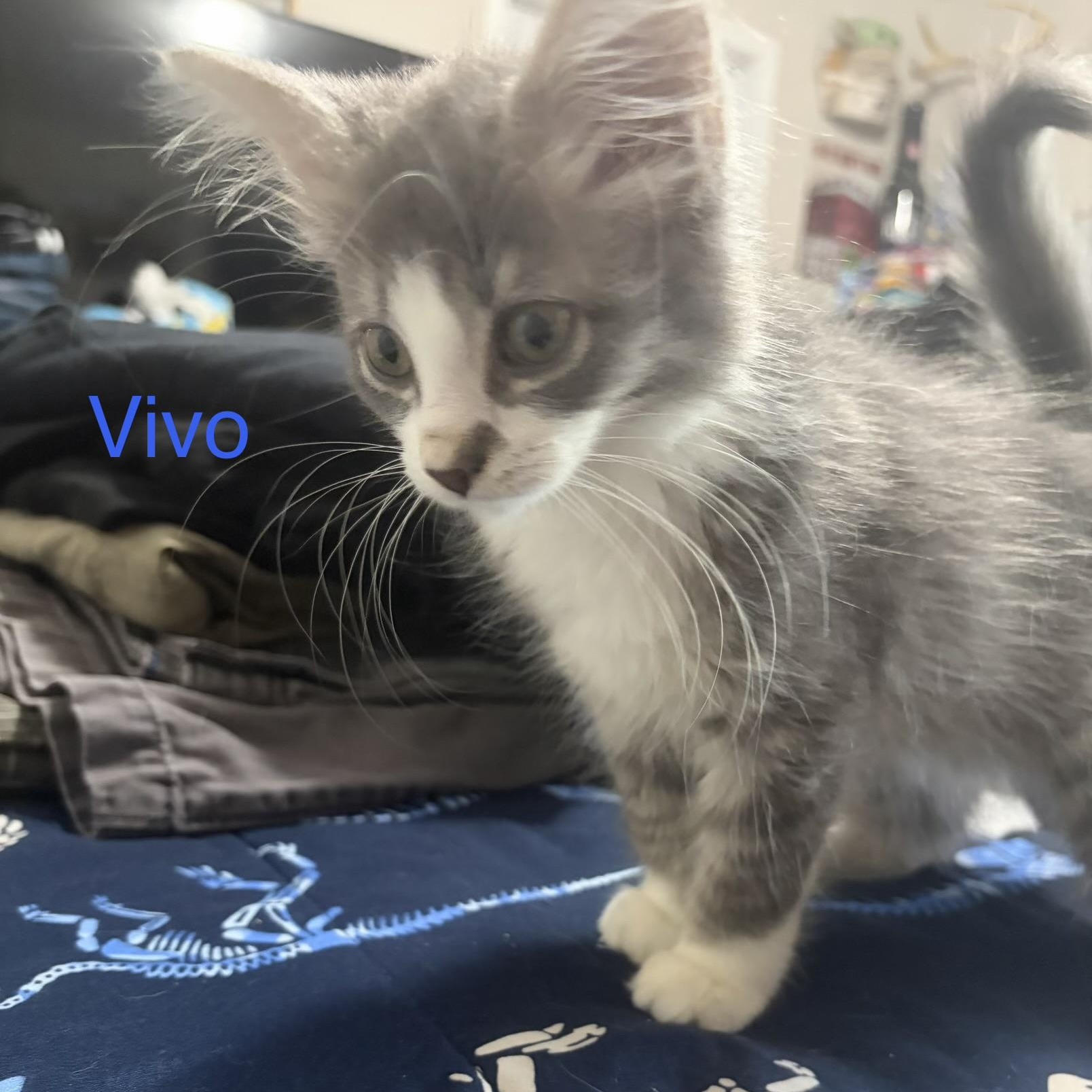 Vivo, adopted, Kitten Male Domestic Long Hair.
