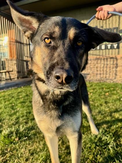 Enlarge Bobby, a Adoptable mixed breed in Yakima, WA image 1/3