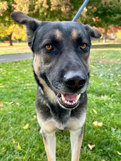Bobby, Adoptable, Adult Male Shepherd & Mixed Breed.