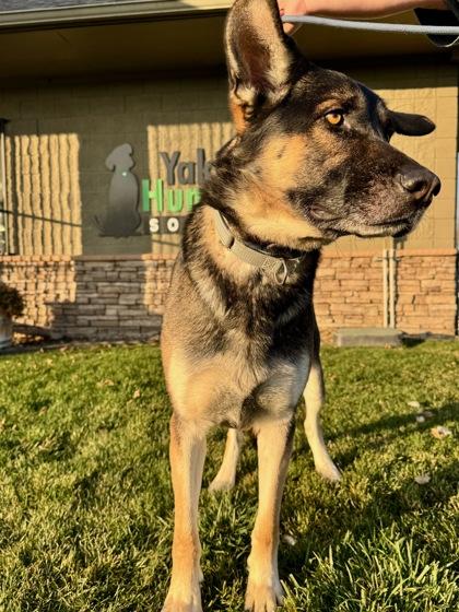 Enlarge Bobby, a Adoptable mixed breed in Yakima, WA image 3/3
