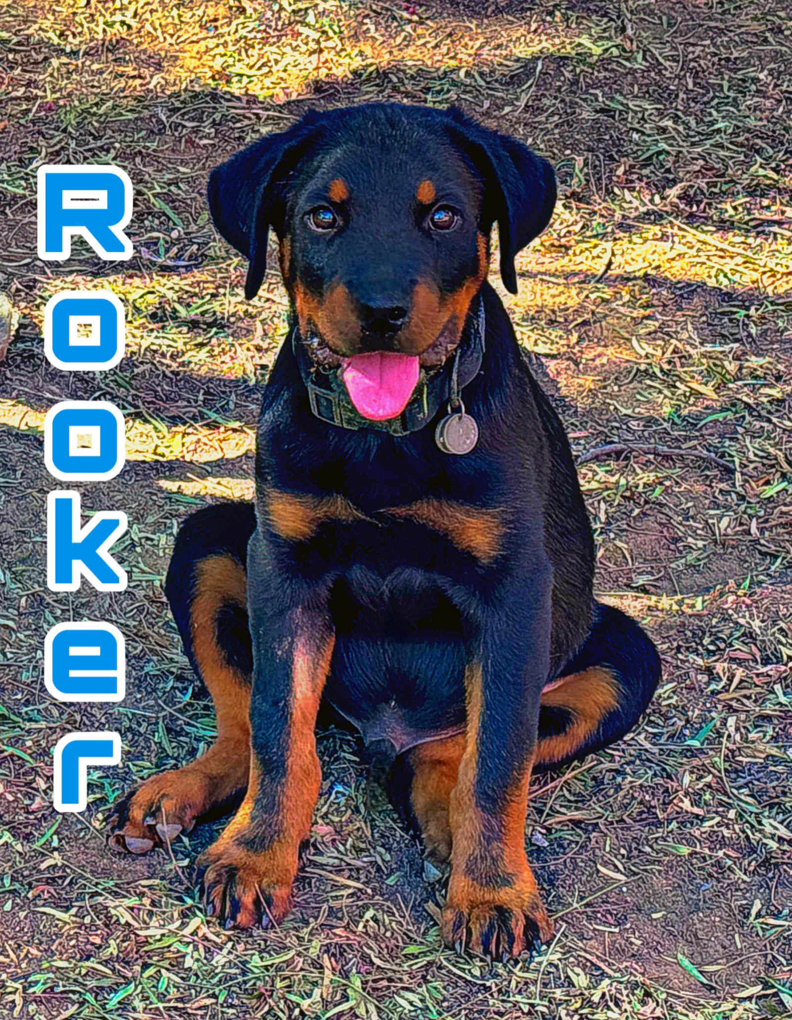 Enlarge ROOKER, an adopted mixed breed in Perris, CA image 3/4