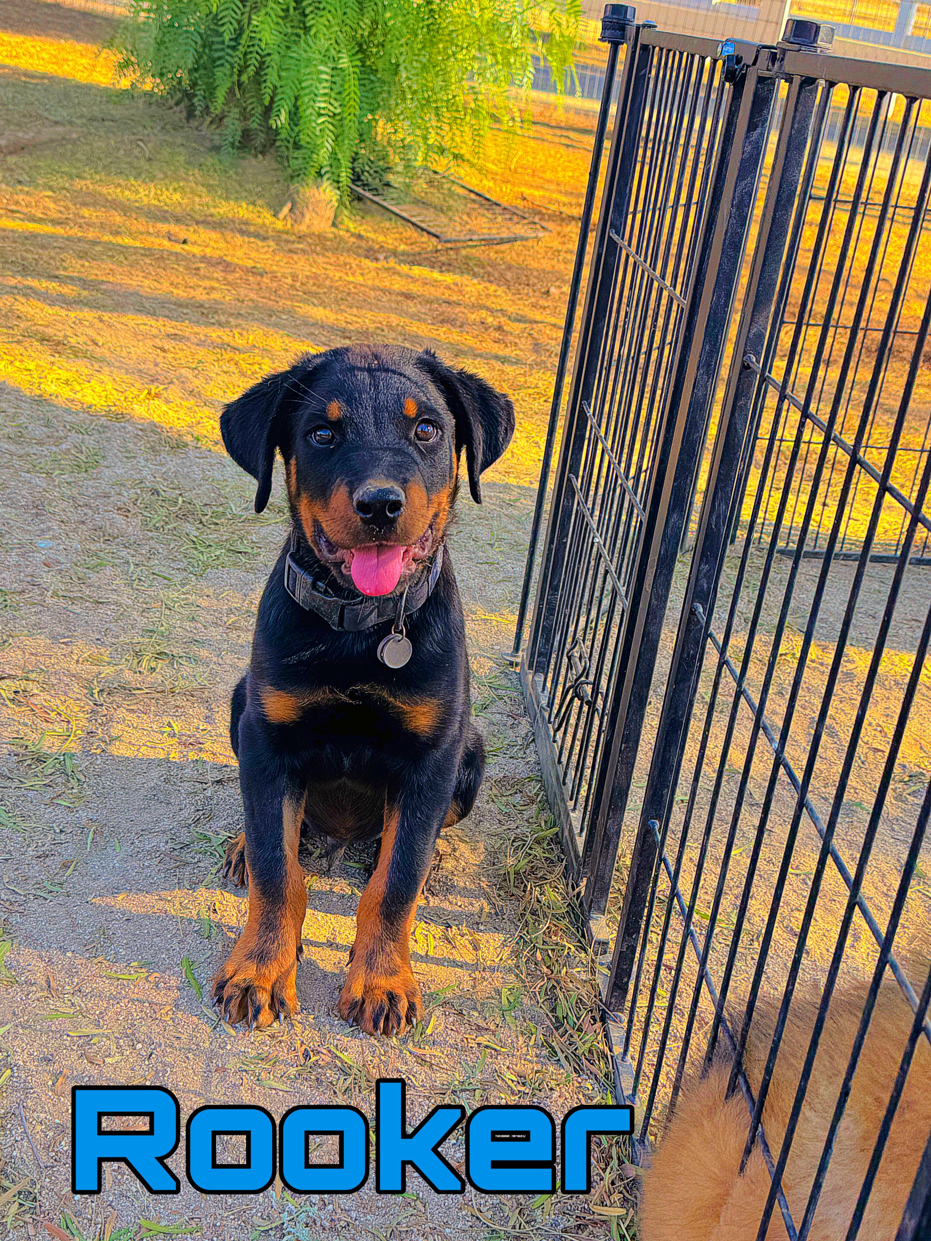 Enlarge ROOKER, an adopted mixed breed in Perris, CA image 2/4