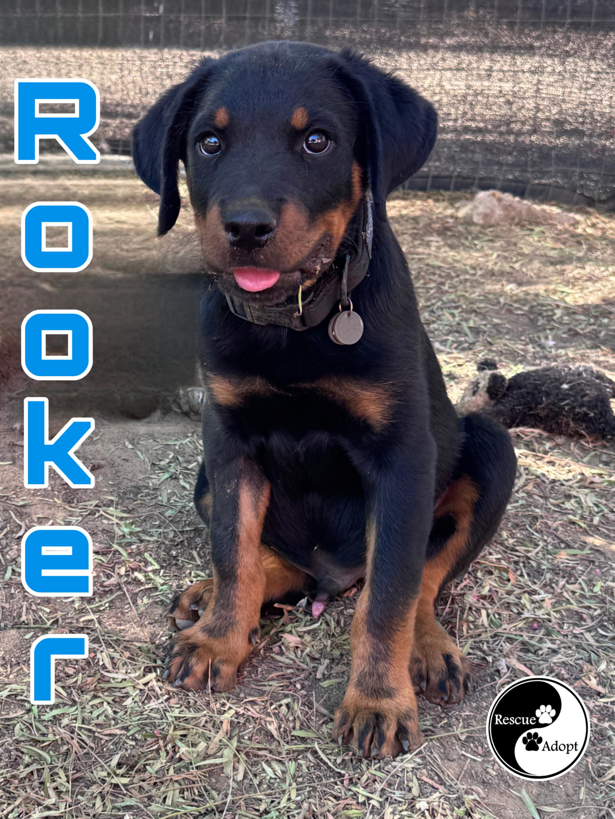 Enlarge ROOKER, an adopted mixed breed in Perris, CA image 4/4