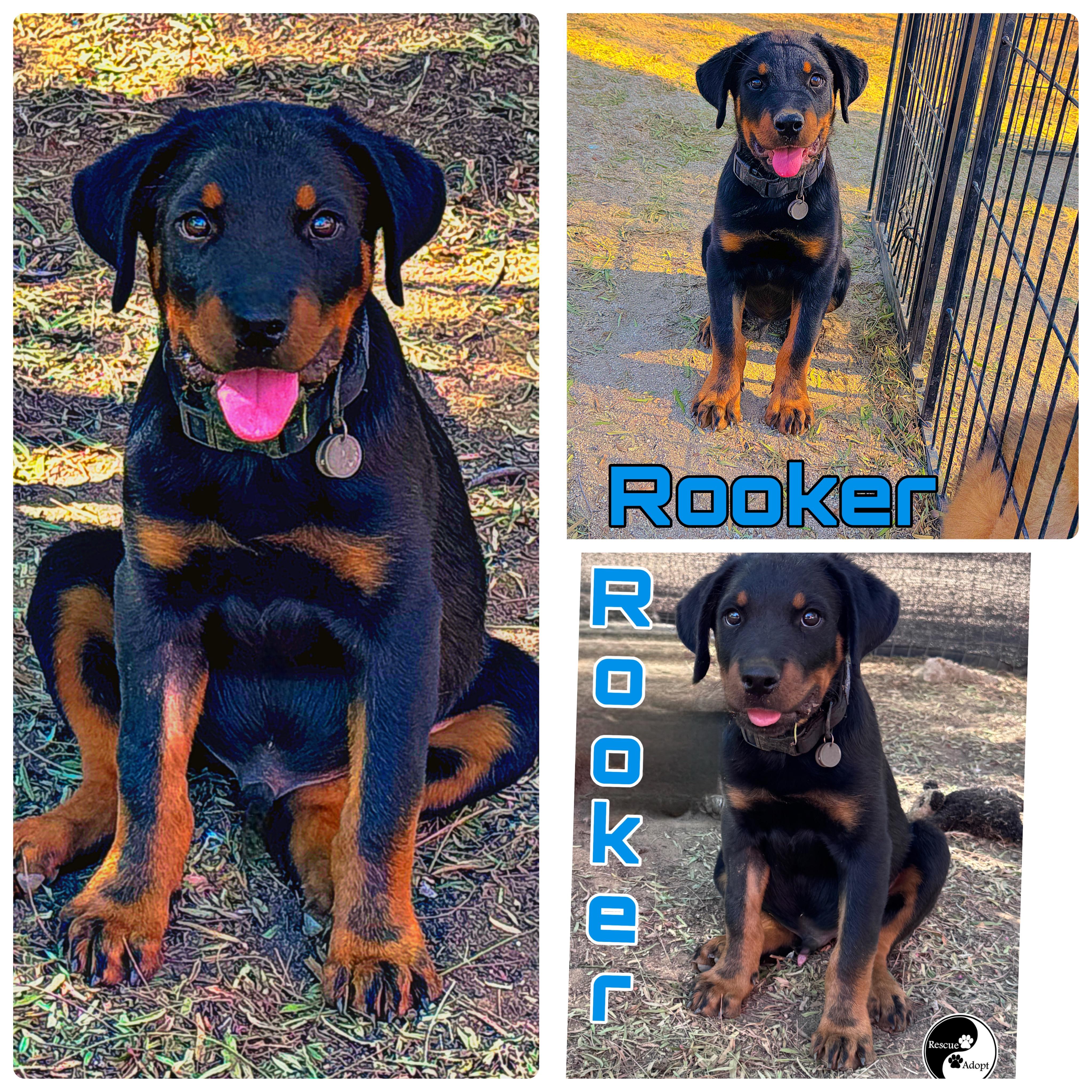 Enlarge ROOKER, an adopted mixed breed in Perris, CA image 1/4