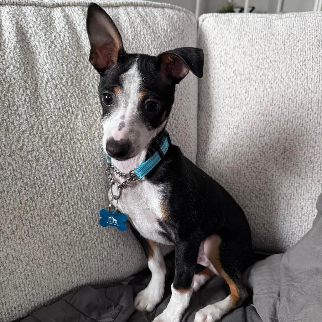 Buster, a Adoptable mixed breed in St. Charles, IL image 1/6