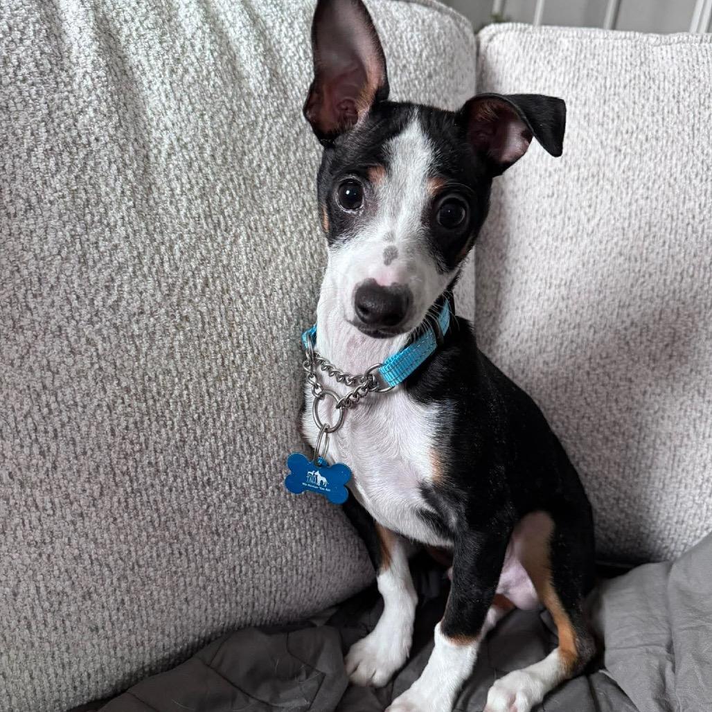 Buster, a Adoptable mixed breed in St. Charles, IL image 2/6