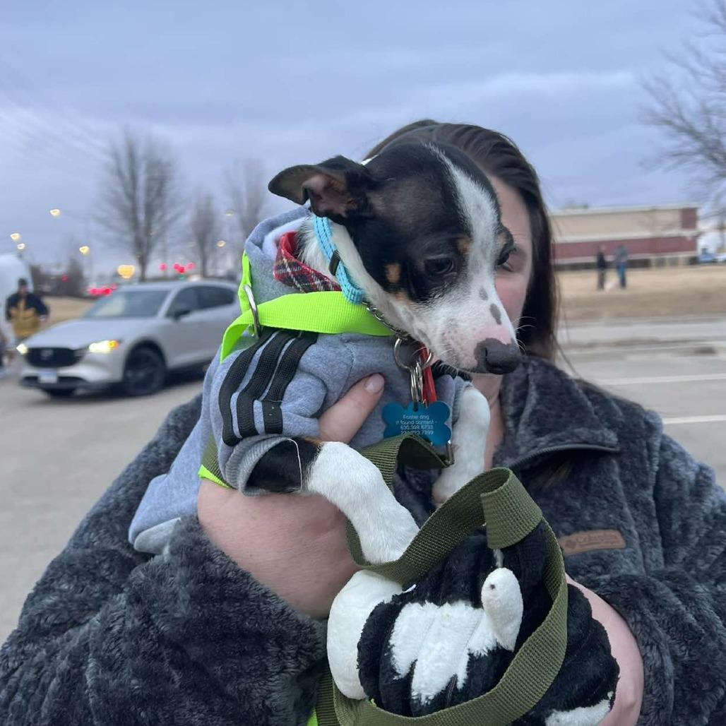 Buster, a Adoptable mixed breed in St. Charles, IL image 3/6