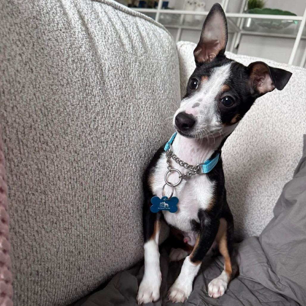 Buster, a Adoptable mixed breed in St. Charles, IL image 4/6