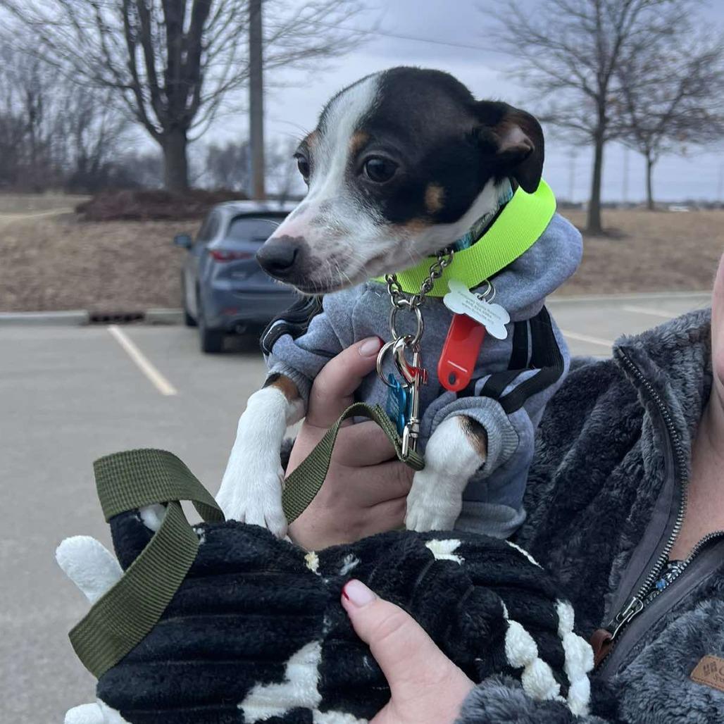 Buster, a Adoptable mixed breed in St. Charles, IL image 5/6