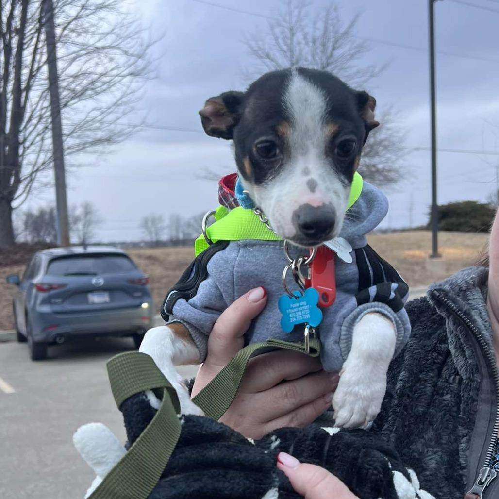 Buster, a Adoptable mixed breed in St. Charles, IL image 6/6