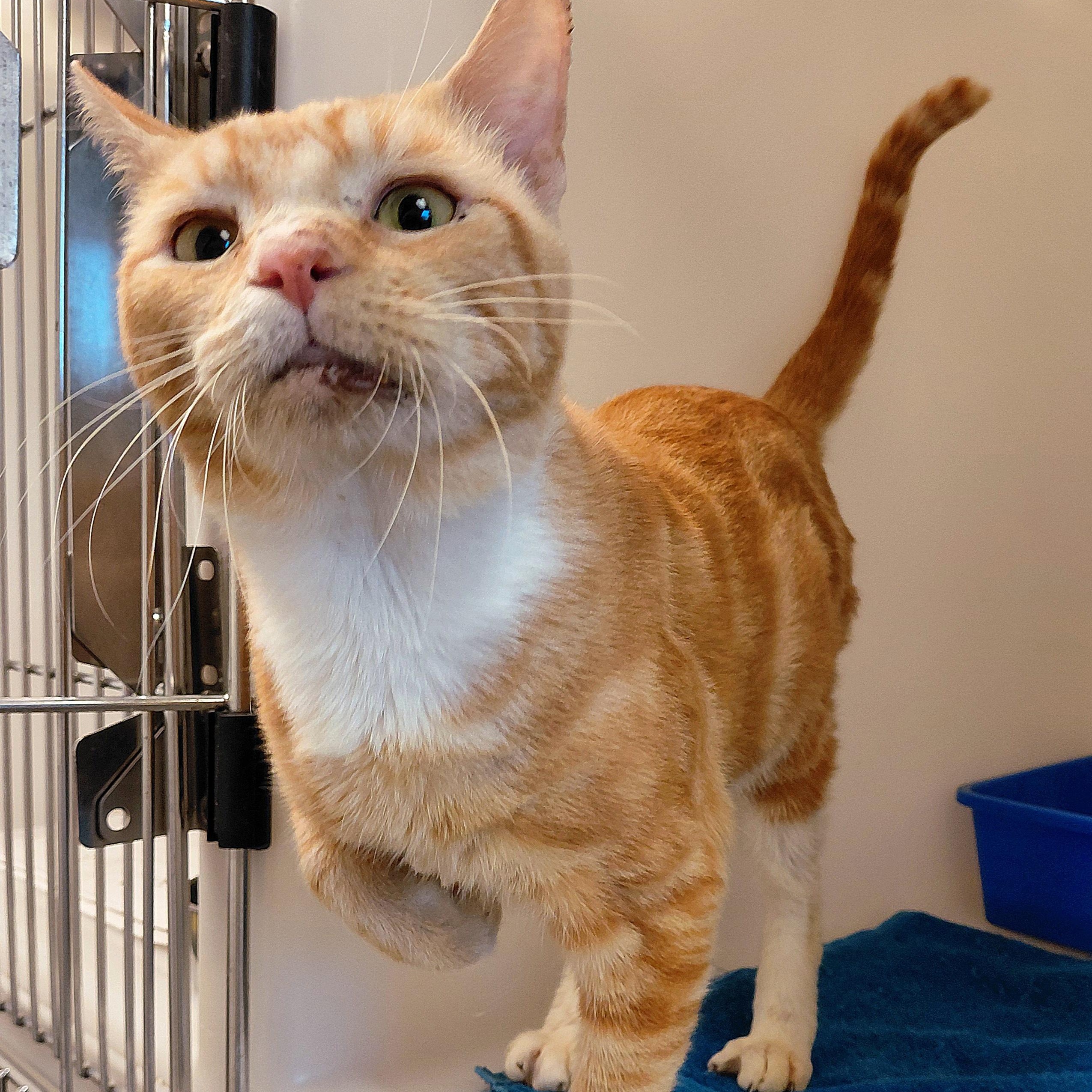 Khan, Adoptable, Adult Male Domestic Short Hair.