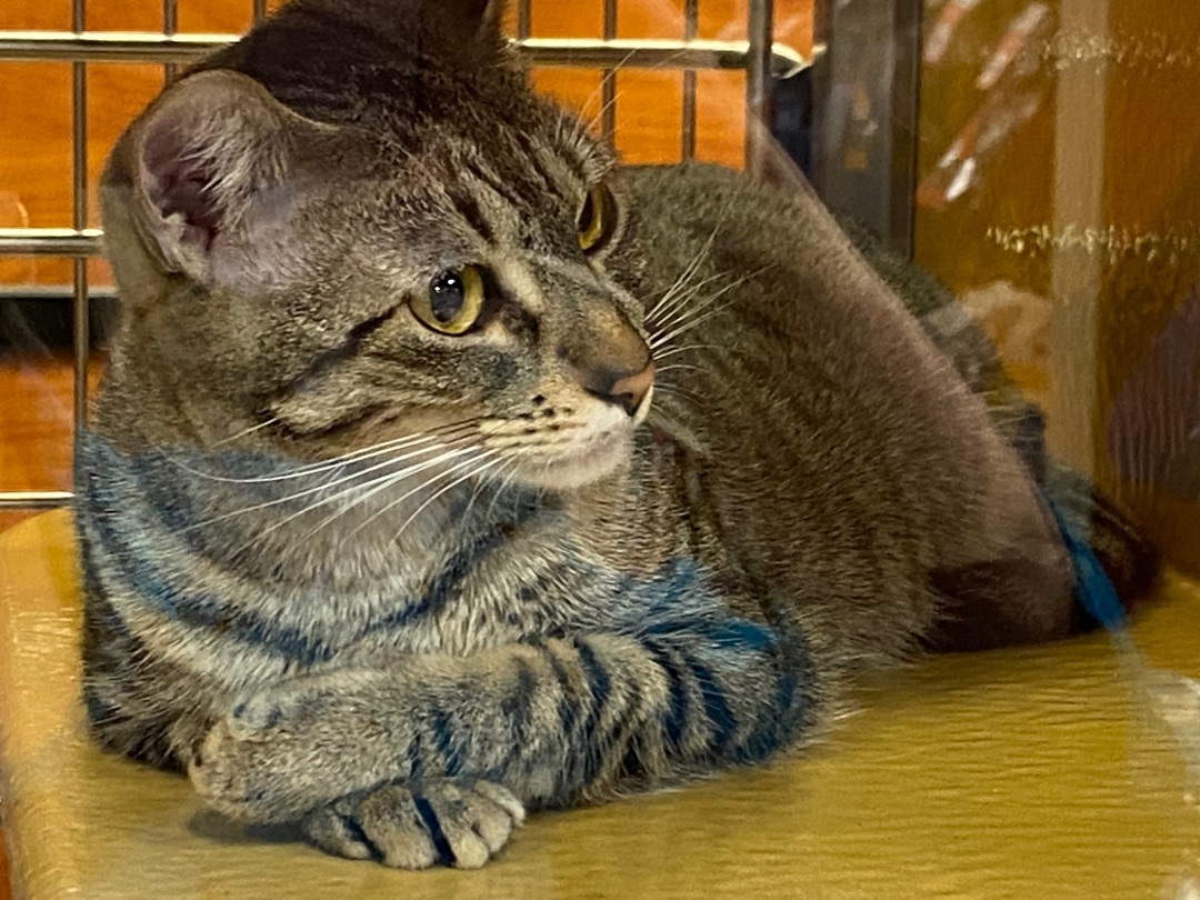 June, a Adoptable Domestic Short Hair in Beaumont, TX image 1/4