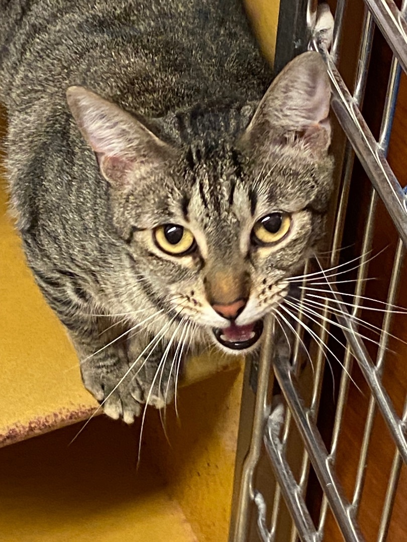 June, a Adoptable Domestic Short Hair in Beaumont, TX image 2/4