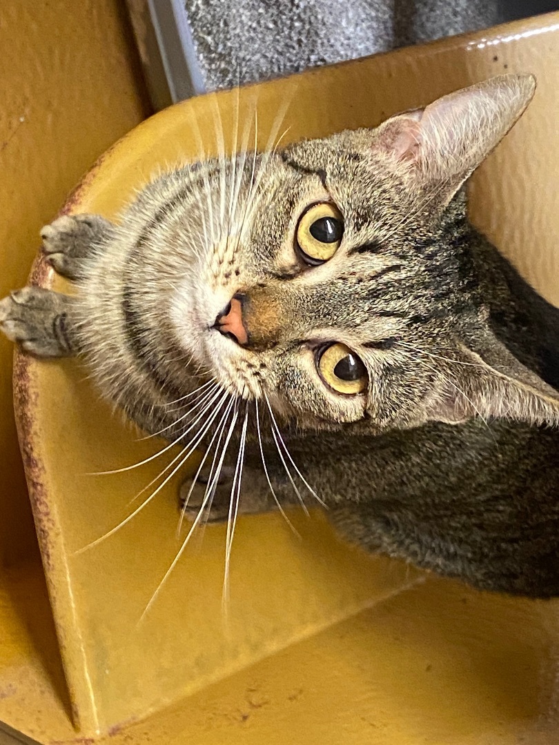 June, a Adoptable Domestic Short Hair in Beaumont, TX image 3/4