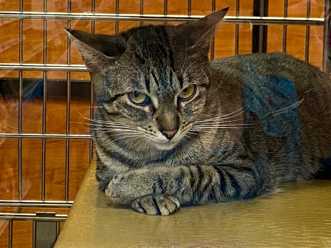 June, a Adoptable Domestic Short Hair in Beaumont, TX image 4/4
