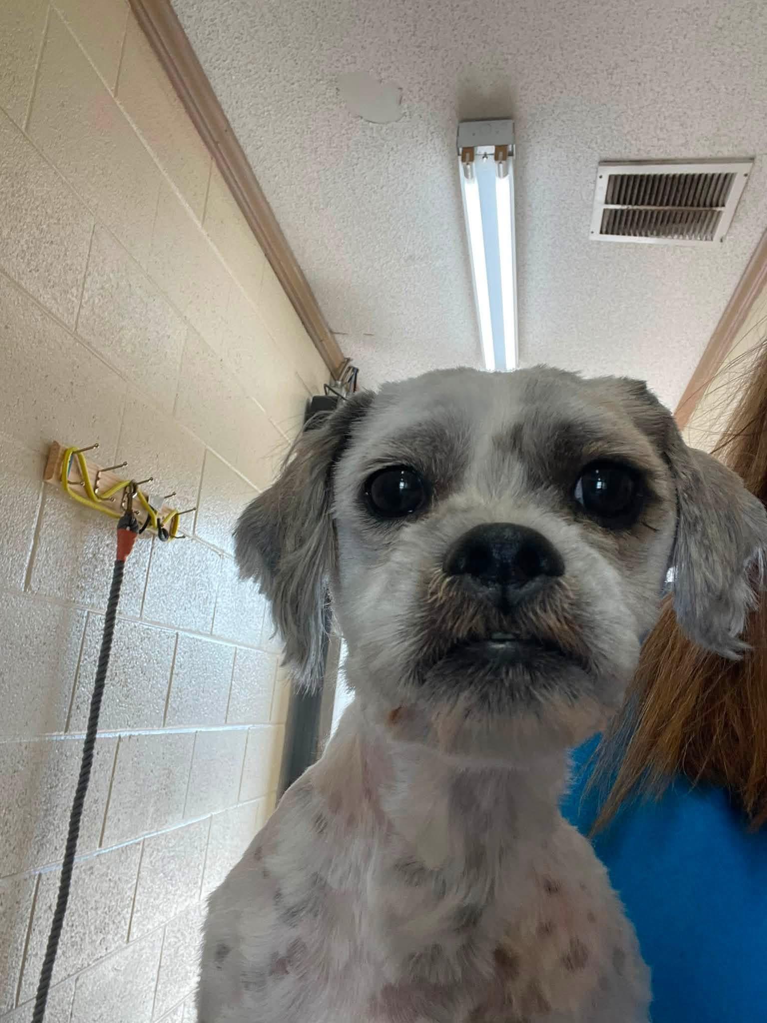 Enlarge Simon, a ADOPTABLE mixed breed in Albemarle, NC image 2/2