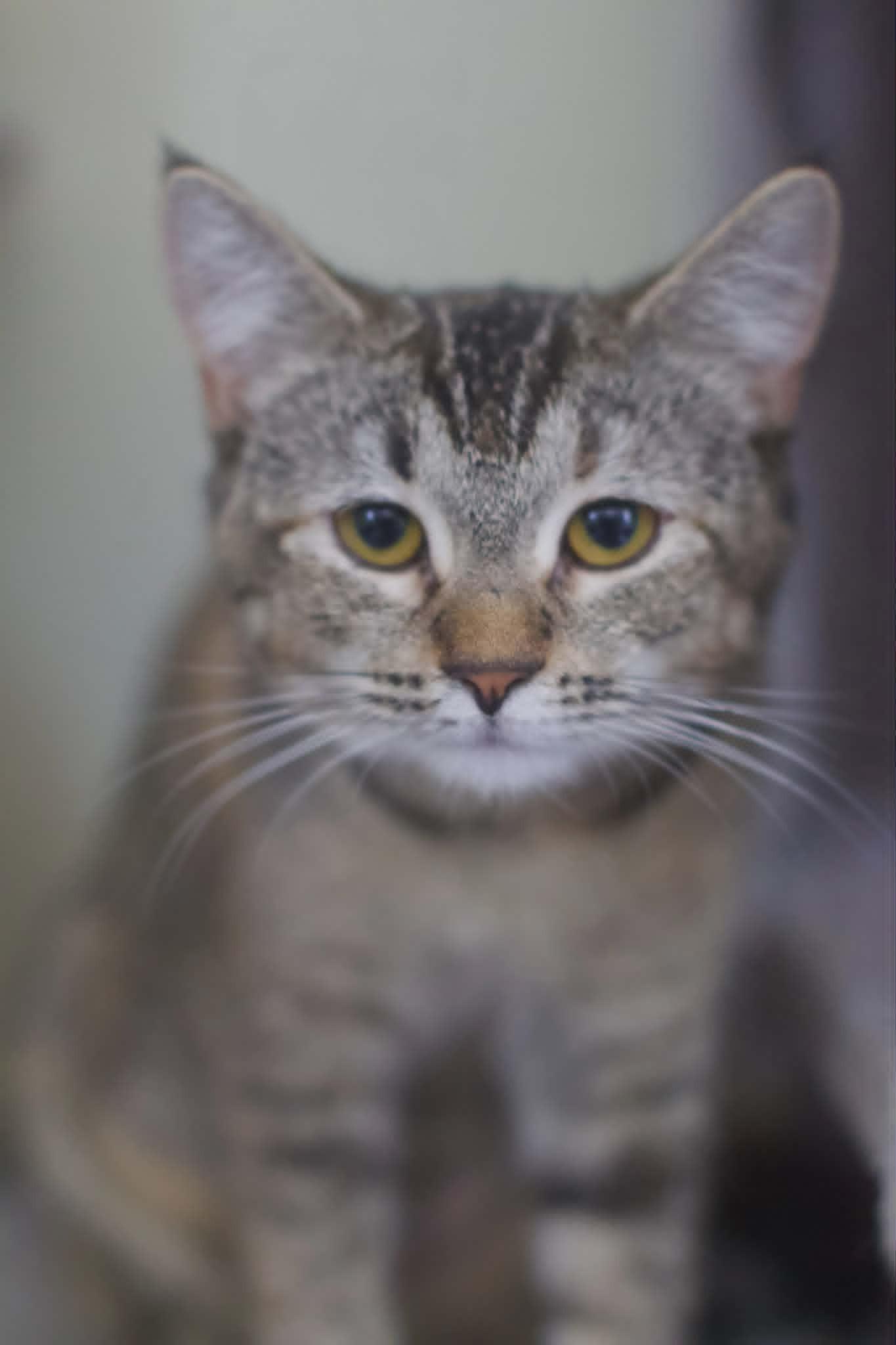 Enlarge Puff, a ADOPTABLE Domestic Short Hair in Umatilla, FL image 1/5