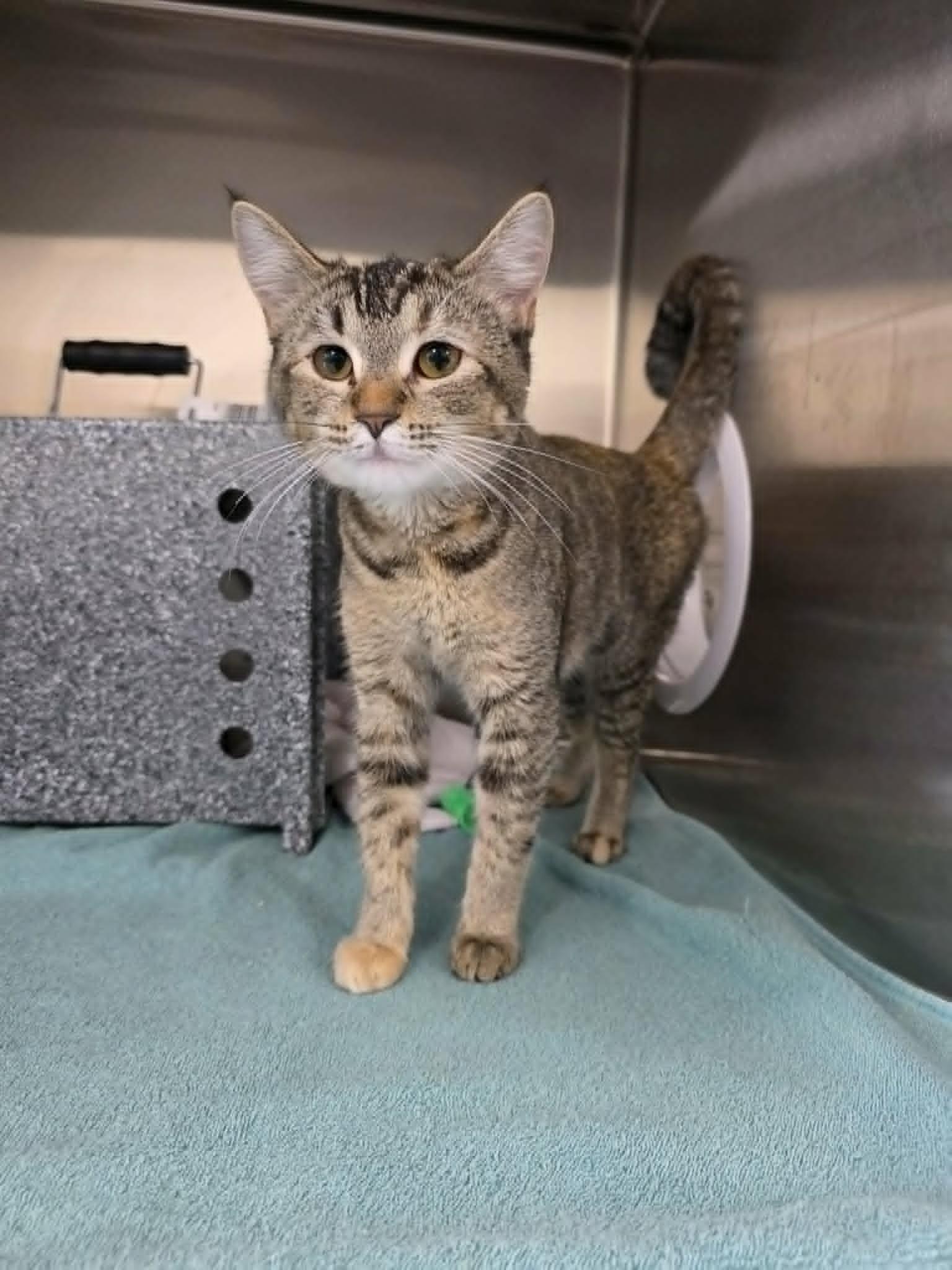 Enlarge Puff, a ADOPTABLE Domestic Short Hair in Umatilla, FL image 4/5