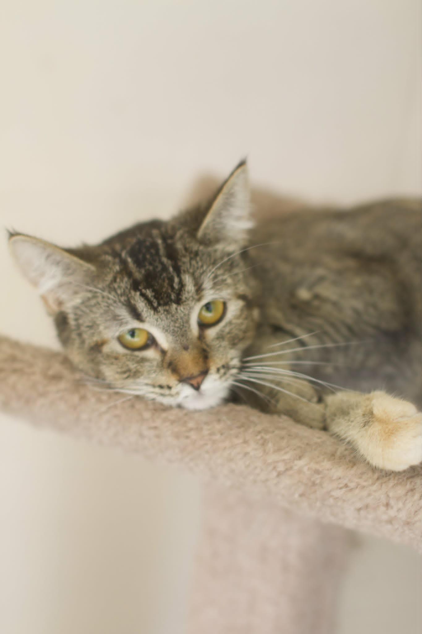Enlarge Puff, a ADOPTABLE Domestic Short Hair in Umatilla, FL image 5/5