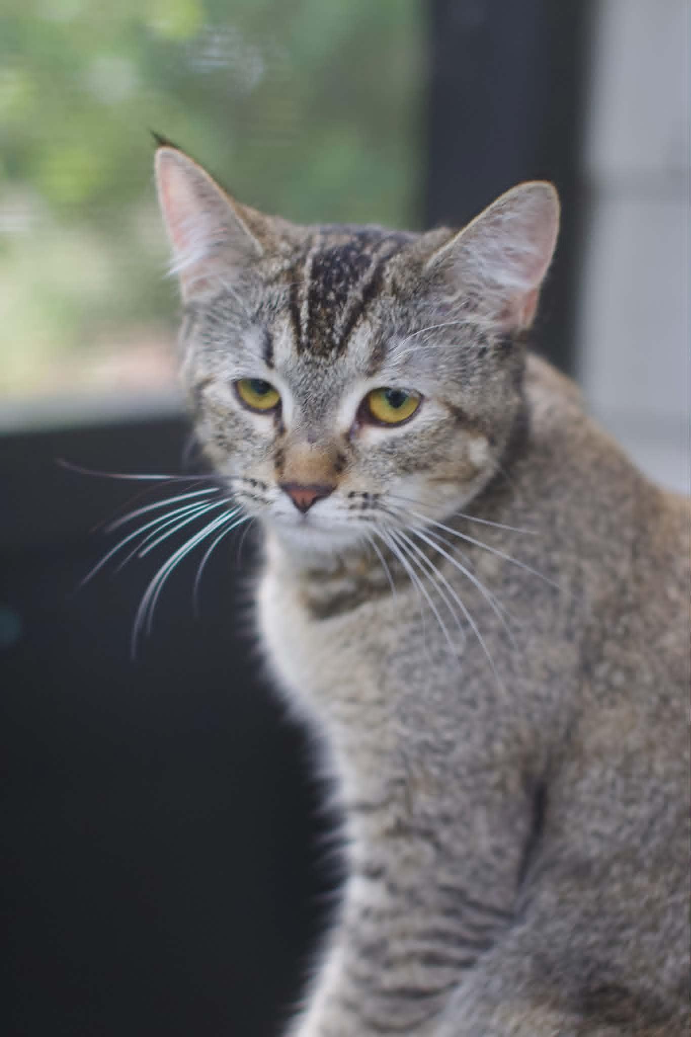 Enlarge Puff, a ADOPTABLE Domestic Short Hair in Umatilla, FL image 2/5