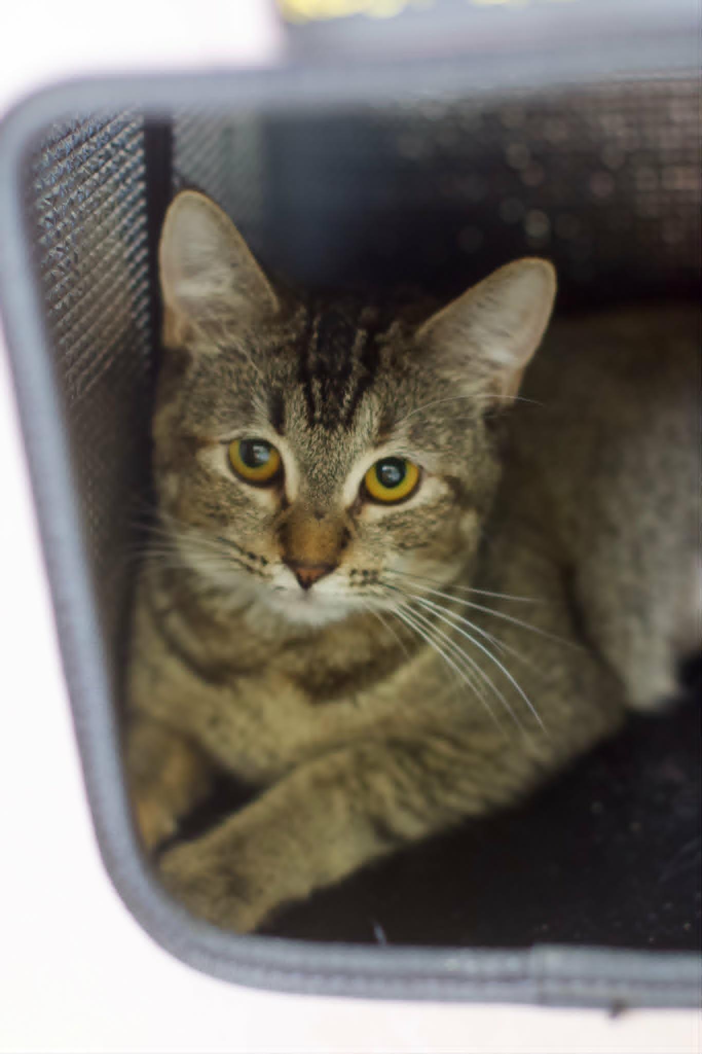 Enlarge Puff, a ADOPTABLE Domestic Short Hair in Umatilla, FL image 3/5