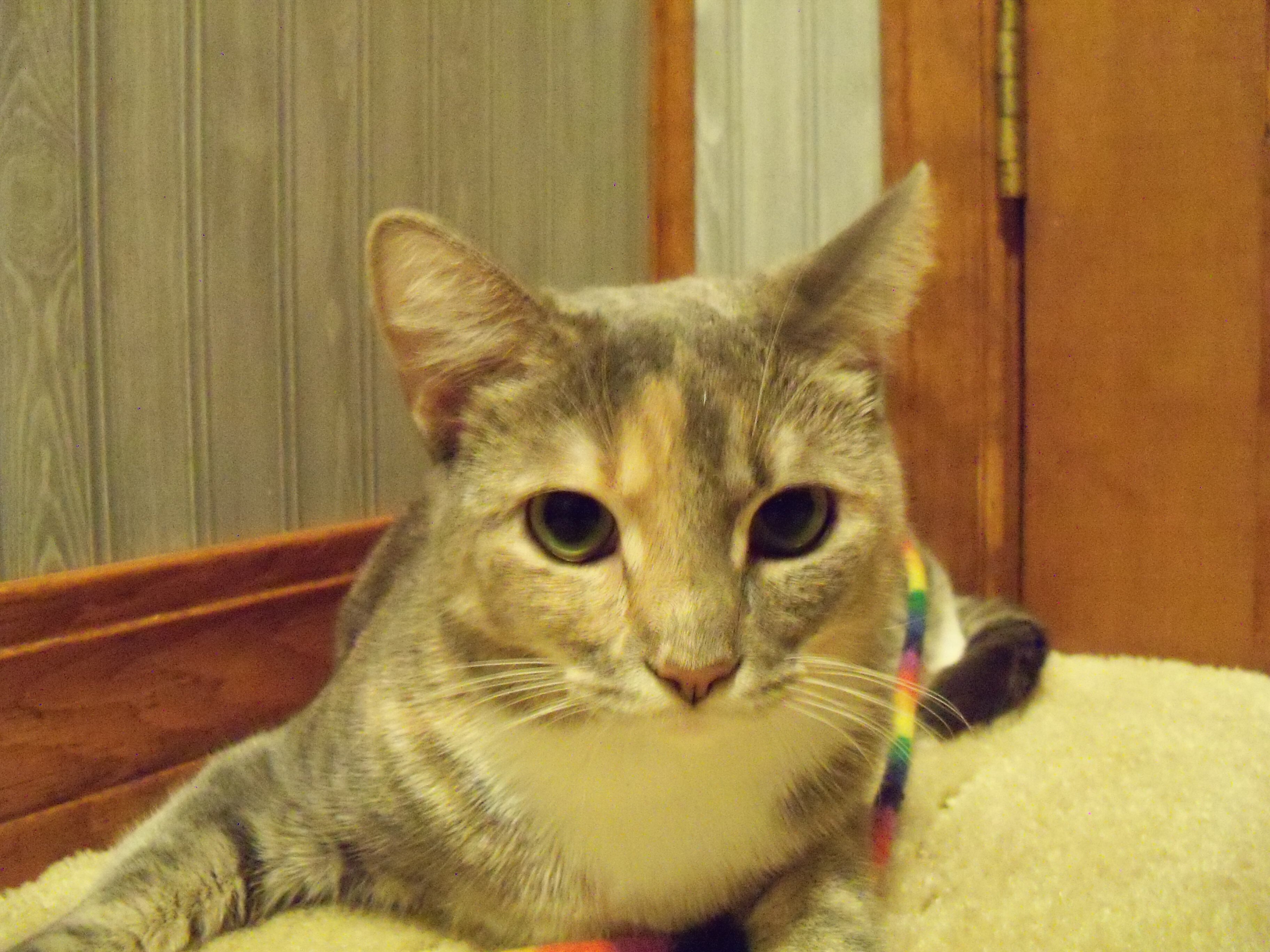 Dolly, a Adoptable Domestic Short Hair in Morganton, NC image 1/8