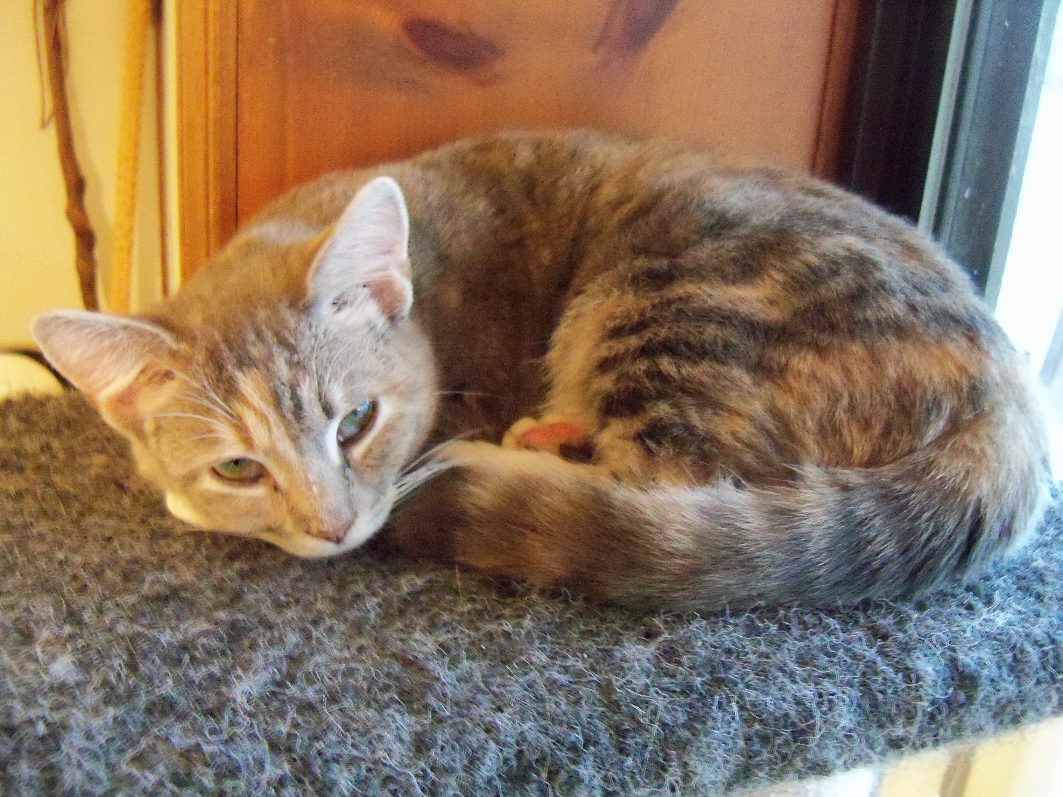 Dolly, a Adoptable Domestic Short Hair in Morganton, NC image 2/8