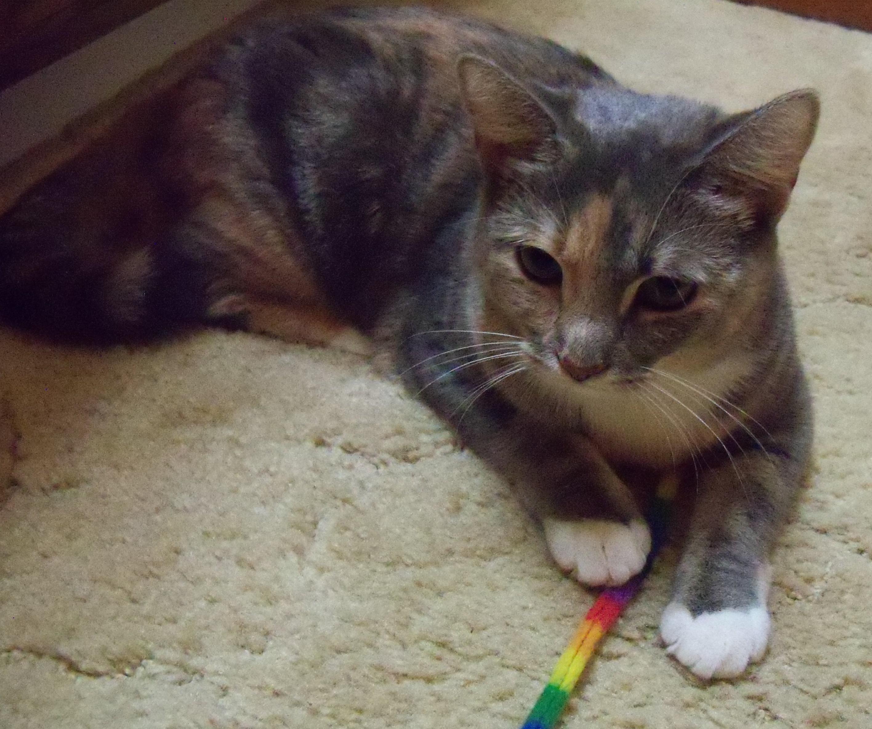 Dolly, a Adoptable Domestic Short Hair in Morganton, NC image 3/8