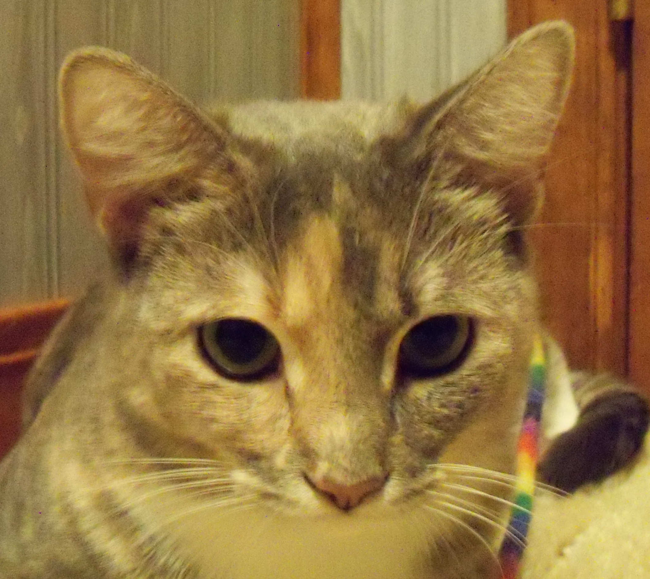 Dolly, Adoptable, Young Female Domestic Short Hair.