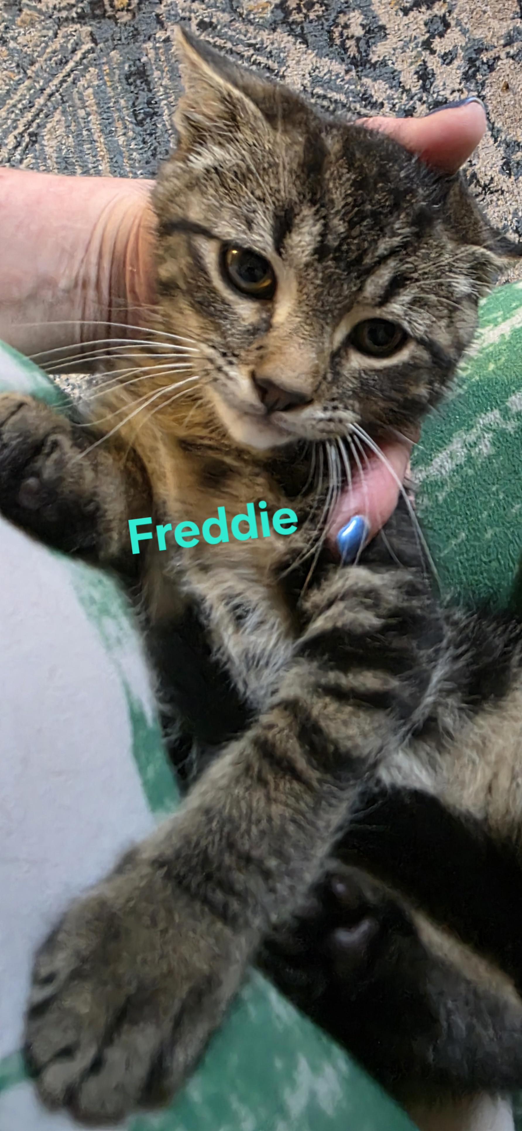 Freddie, an adopted Domestic Short Hair in Jamesville, NY image 2/3